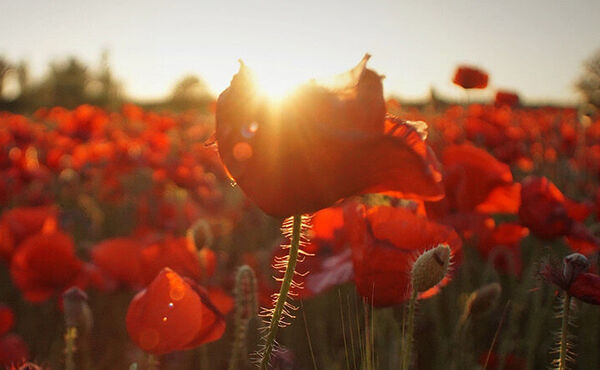 ภาพขนาดย่อ